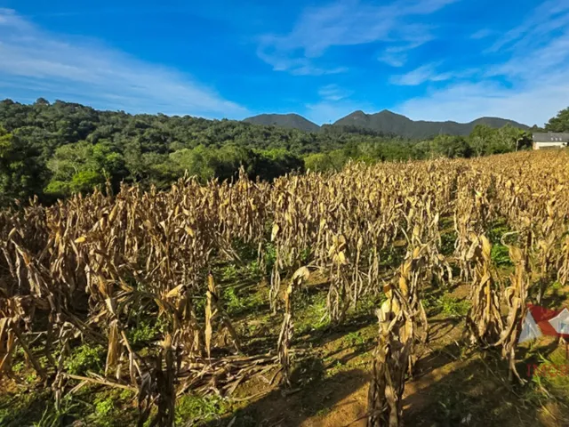 Imagem 9: CHACARA RURAL em SÃO JOSÉ DOS PINHAIS - PR, Roça Velha