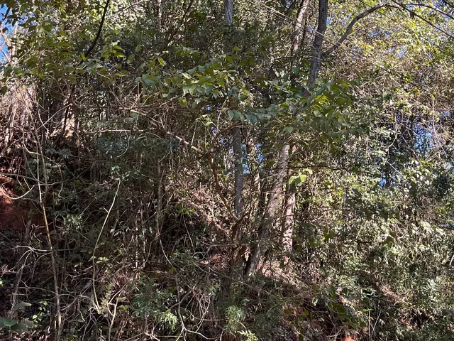 Imagem 5: Terreno Comercial Imperdível em Delfim Moreira-Mg, no Bairro Água Limpa: Oportunidade Única! 15 Hectares
