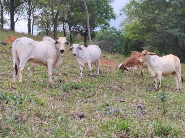 Imagem 5: FAZENDA RURAL em Onça de Pitangui - Minas Gerais