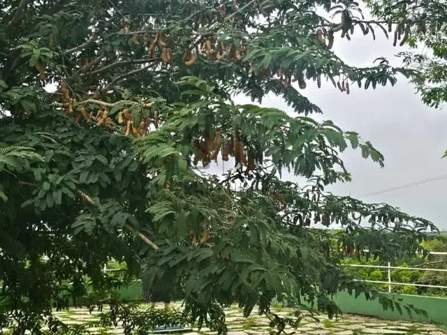 Imagem 7: Vende-se Lote Jardim Ecovalle C/312m² Condomínio fechado em área de extrema