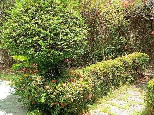 Imagem 4: Terreno para Venda em Recife / Pe no Bairro Prado