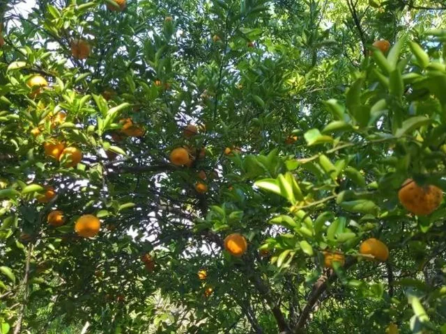 Imagem 2: FAZENDA RURAL em Nobres - Mato Grosso