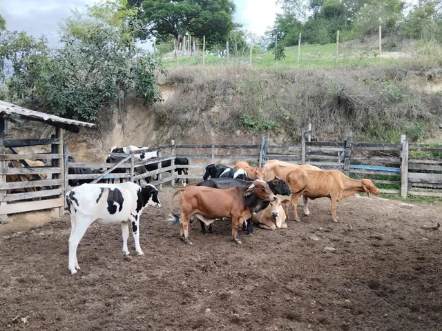Imagem 8: Fazenda Rural em Pará de Minas - Minas Gerais, Torneiros
