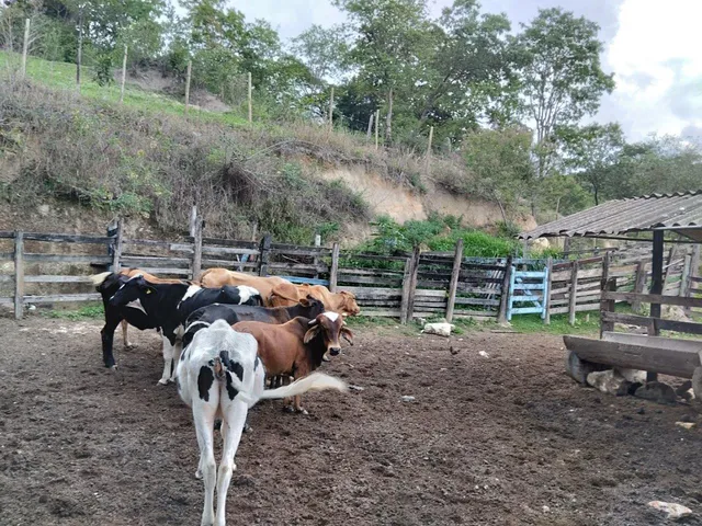Imagem 9: Fazenda Rural em Pará de Minas - Minas Gerais, Torneiros