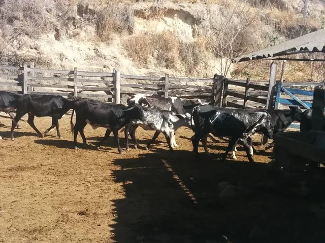 Imagem 6: Fazenda Rural em Pará de Minas - Minas Gerais, Torneiros