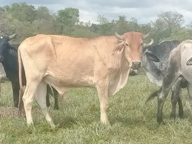Imagem 5: FAZENDA RURAL em Esmeraldas - Minas Gerais