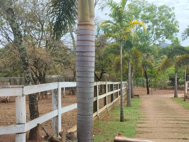 Imagem: Farm em Contagem - Minas Gerais, Capim Rasteiro