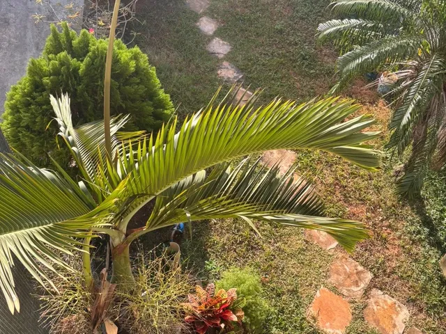 Imagem 9: CASA RESIDENCIAL em SÃO LUÍS - MA, COHAJAP