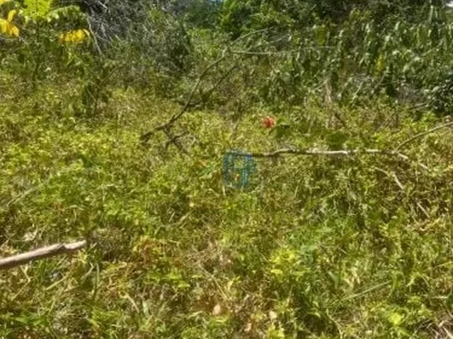 Imagem 7: Terreno 432M² Perto da Praia do Amor | Murado e Documentado