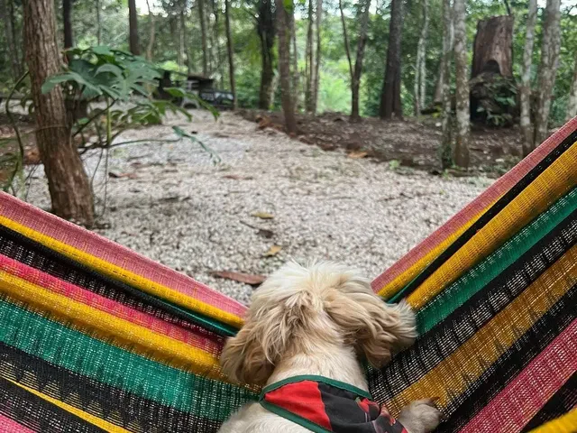 Imagem 12: Chácara para venda