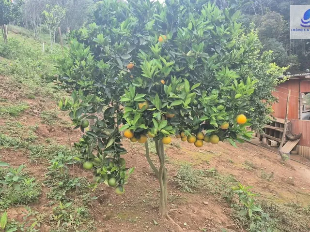 Imagem 9: Chácara em Área Rural (Areia Branca dos Assis), Mandirituba/PR