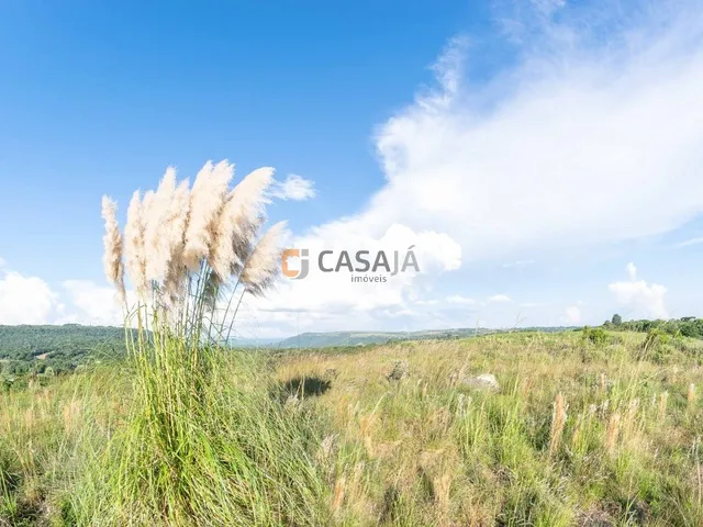 Imagem 4: TERRENO RURAL em BALSA NOVA - PR, Balsa Nova