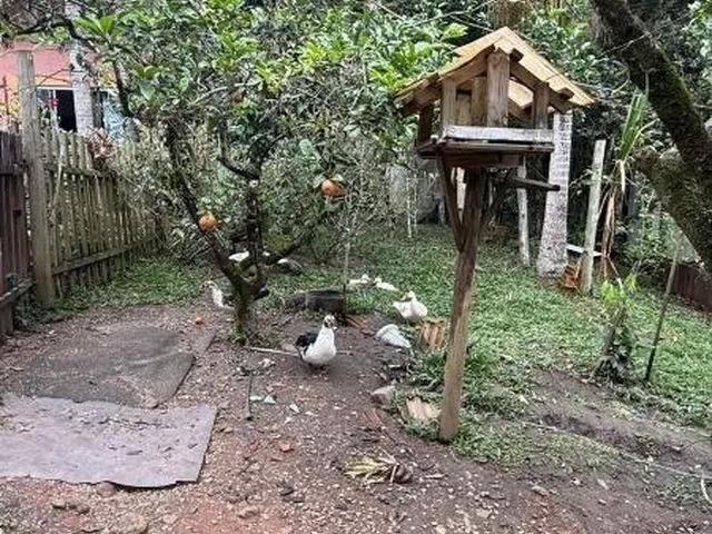 Imagem 6: 0 Chácara com 3 dormitórios