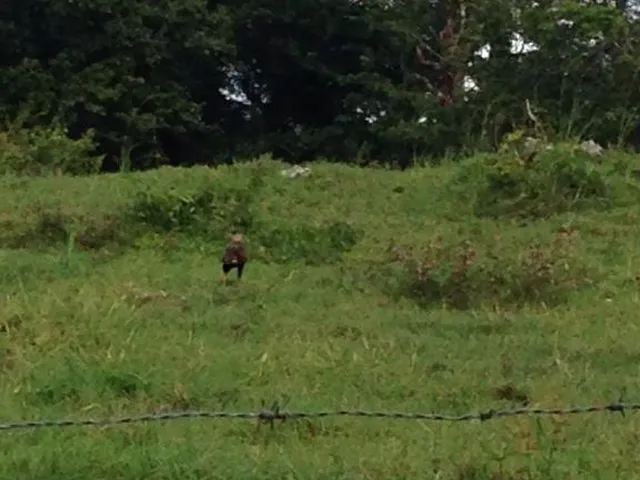 Imagem 2: Fazenda em Alagoas - Paulo Jacinto - Quebrangulo
