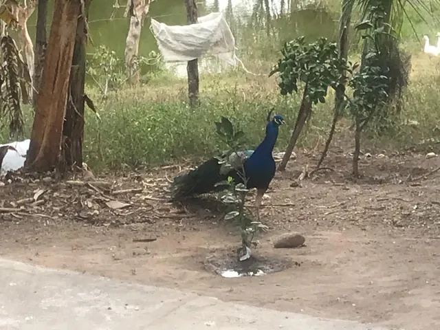 Imagem 5: Fazenda em Alagoas - Paulo Jacinto - Quebrangulo