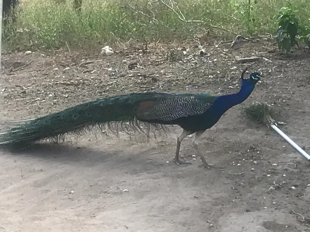 Imagem 6: Fazenda em Alagoas - Paulo Jacinto - Quebrangulo