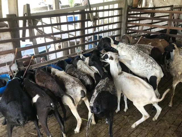 Imagem 7: Fazenda em Alagoas - Paulo Jacinto - Quebrangulo