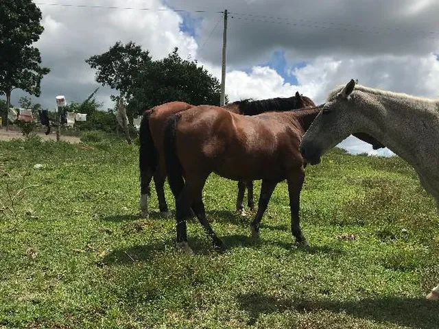 Imagem 9: Fazenda em Alagoas - Paulo Jacinto - Quebrangulo