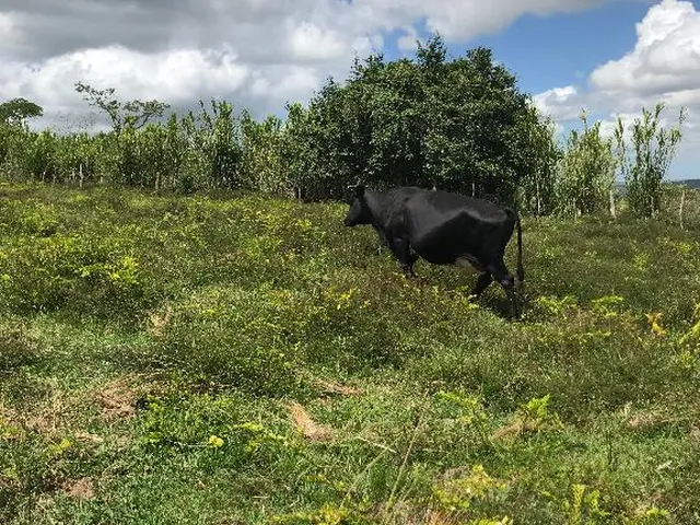 Imagem 10: Fazenda em Alagoas - Paulo Jacinto - Quebrangulo