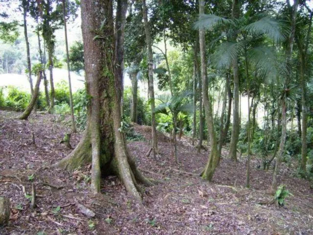 Imagem 8: Terreno, Venda, Bairro América, Buch Imoveis
