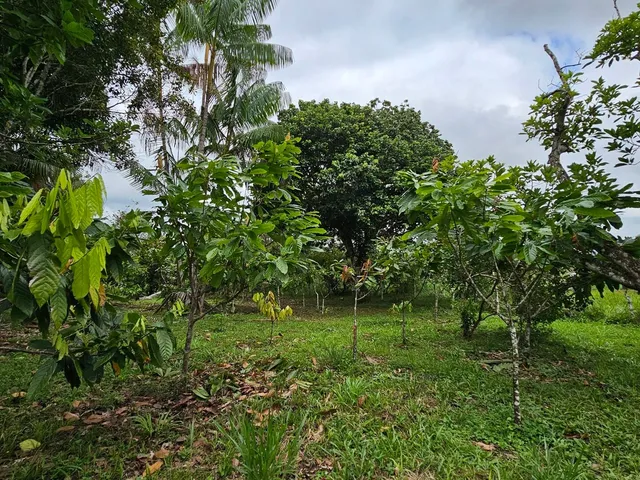 Imagem 4: Fazenda Paracari
