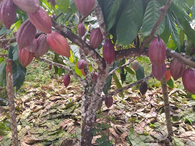 Imagem 6: Sítio com 4Ha na Derradeira