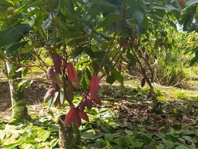 Imagem 14: Sítio com 4Ha na Derradeira