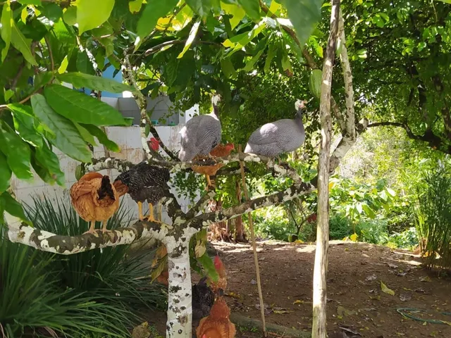 Imagem 8: Sítio com 4Ha na Derradeira