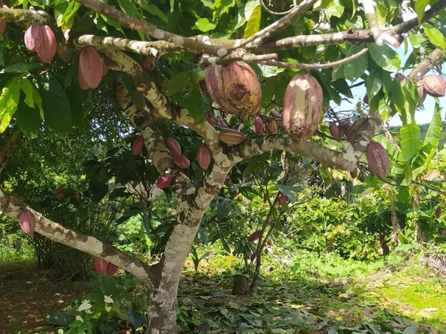 Imagem 10: Sítio com 4Ha na Derradeira
