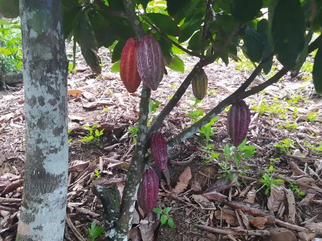 Imagem 5: Sítio com 4Ha na Derradeira