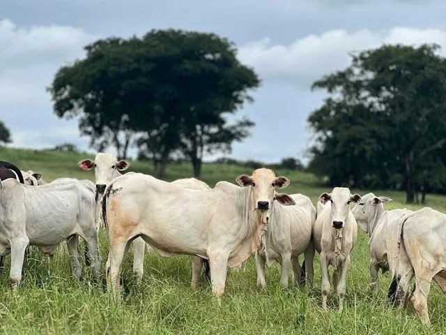 Imagem: Fazenda À Venda no Bairro Centro - Janaúba/Mg