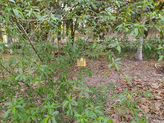 Imagem 7: Sitio no Bairro Cidade Jardim - Esmeraldas