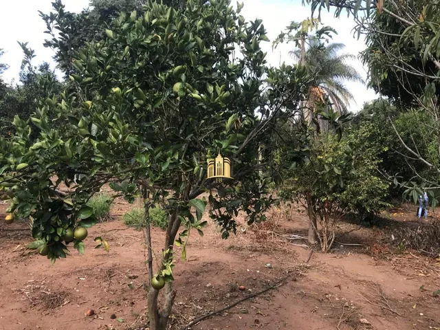 Imagem 6: Sitio no Bairro Caracois - Esmeraldas