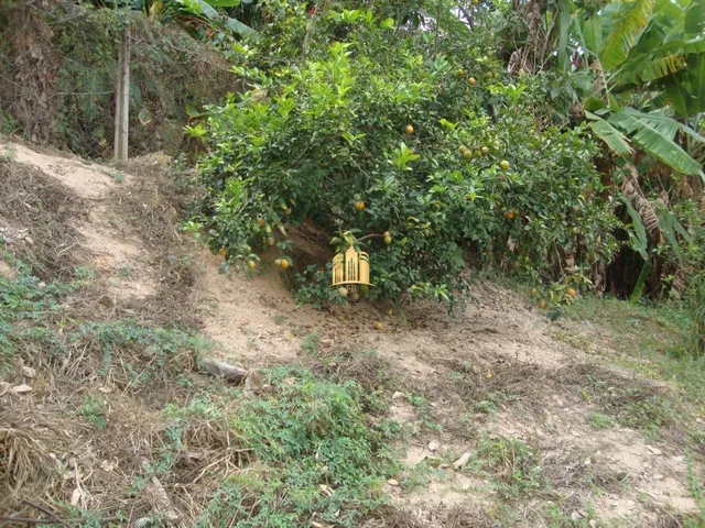 Imagem 12: Chácara À Venda no Condomínio Vale do Ipê Amarelo em Esmeraldas - 4.000 M²