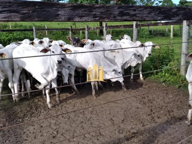 Imagem 4: Fazenda À Venda em Esmeraldas-Mg, São José: 7 Quartos, 4 Salas, 5 Banheiros, 10 Vagas de Garagem, 300M²