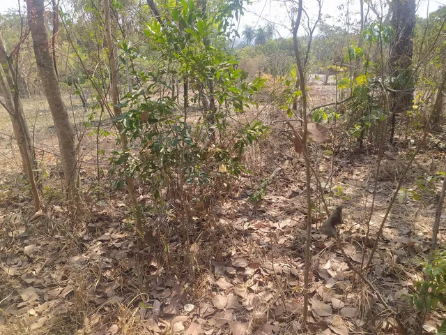 Imagem 3: Lote em Esmeraldas