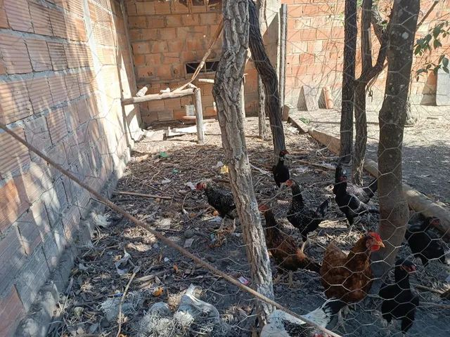 Imagem 9: 0 Casa com 2 dormitórios