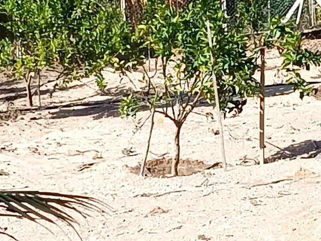 Imagem 10: 0 Fazenda / sítio com 4 dormitórios