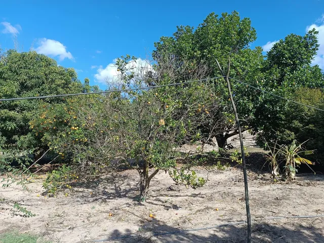 Imagem 6: 0 Fazenda / sítio com 4 dormitórios