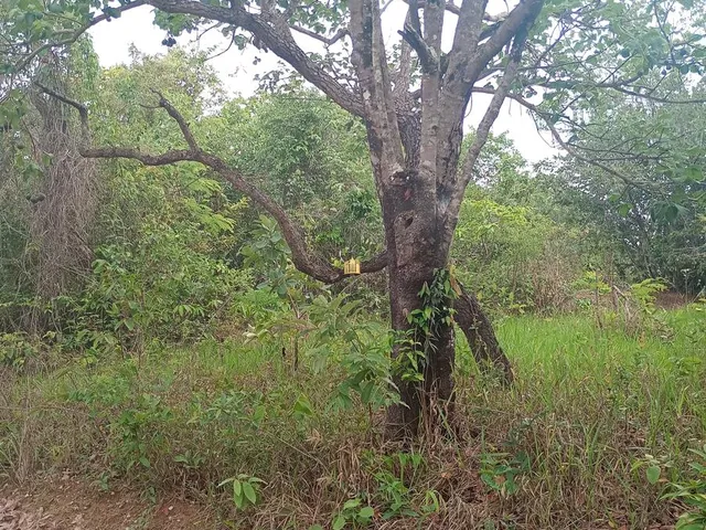 Imagem 4: Venda de Lote 360M² no Bairro Pousada do Lago, Região Dumaville - Esmeraldas por R$45.000