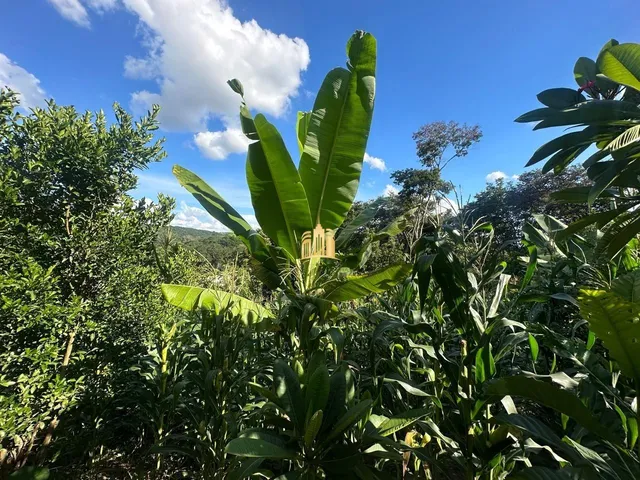 Imagem 3: Terreno 5.000M² À Venda na Região Pimenta, Esmeraldas ? Oportunidade por R$250 Mil