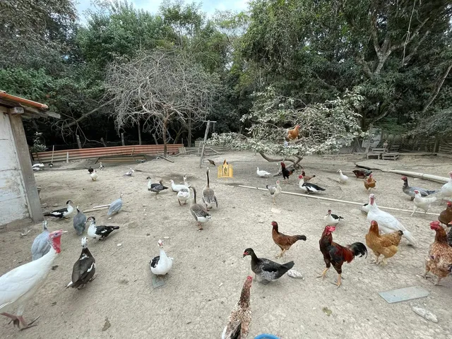 Imagem 6: Sítio de Luxo À Venda em Esmeraldas-Mg - Um Paraíso no Campo!