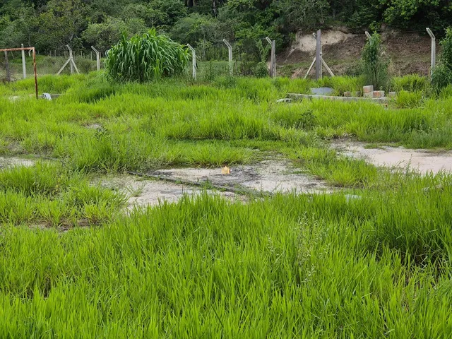 Imagem 8: Fazenda de 6 Hectares À Venda em Esmeraldas - R$900.000,00 com Casas, Lagoas e Área Gourmet