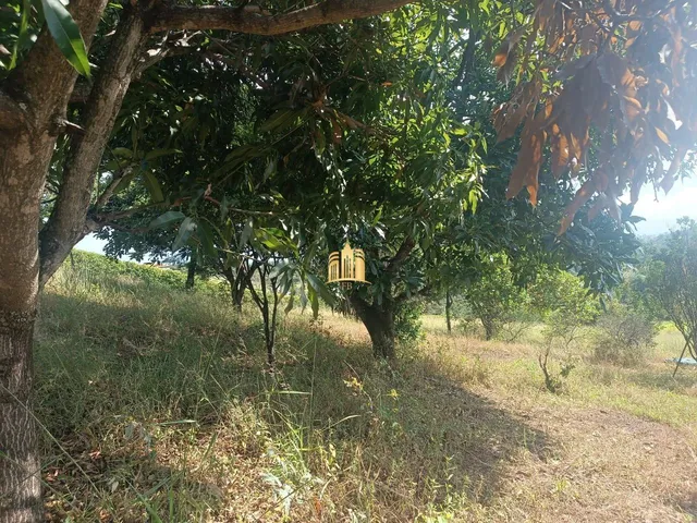 Imagem 3: Sítio À Venda Condomínio Sete Lagos: 3 Casas, 6 Quartos e Pomar!