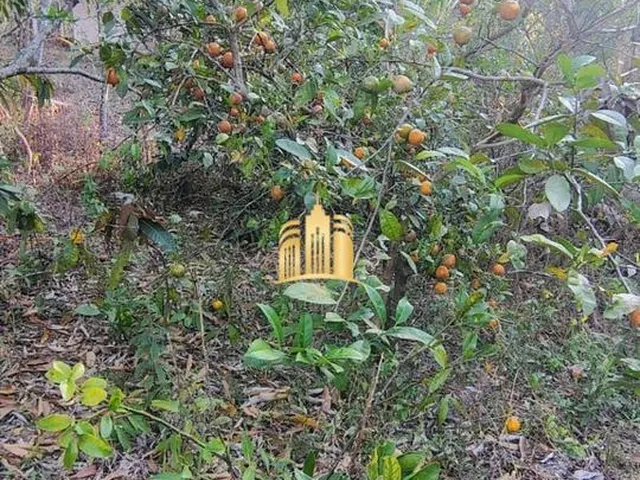 Imagem 3: Oportunidade de Negócio - Chácara À Venda em Esmeraldas/Mg