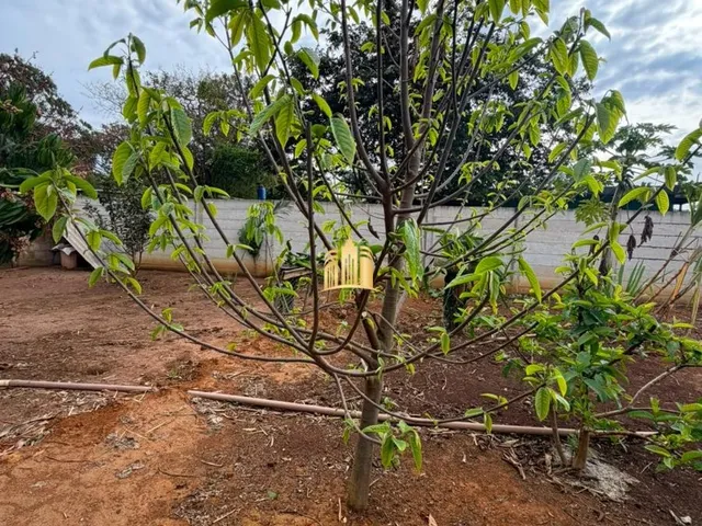 Imagem 4: Sitio a Venda em Mateus Leme/Mg R$600.000,00