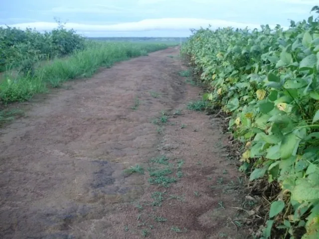 Imagem 10: Fazenda em Município de Campo Novo do Parecis - Mt