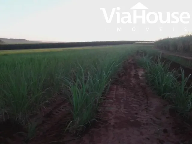 Imagem: Fazenda de Cana para Venda na Cidade de