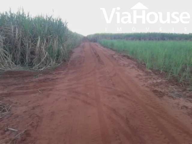 Imagem 9: Fazenda de Cana para Venda na Cidade de Brodósqui Sp