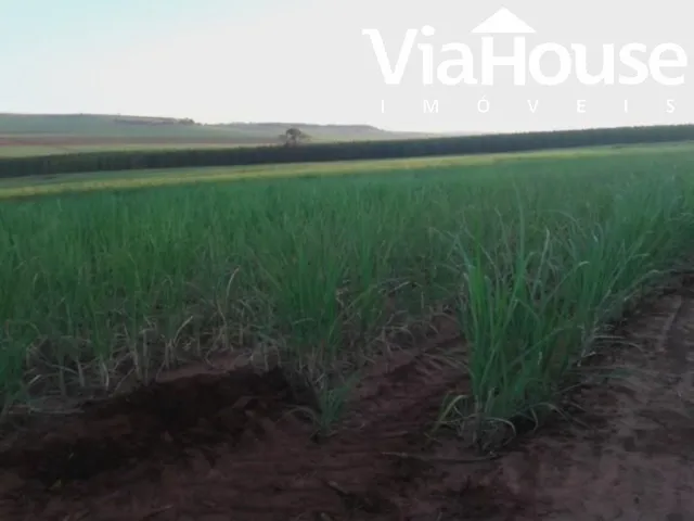 Imagem 14: Fazenda de Cana para Venda na Cidade de Brodósqui Sp